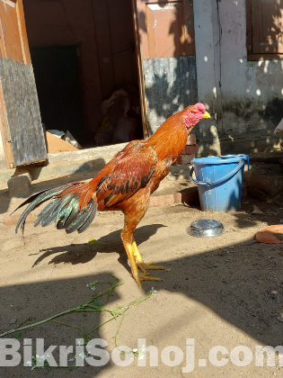 ১ টি সরালী মোরগ বিক্রি হবে